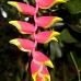 birdofparadise_walindi_v_0705_1014.jpg